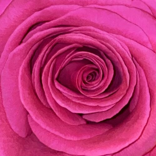 Bilderbuch - Gelb ist das Feld (2022)