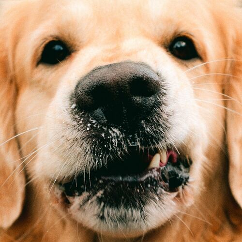 Goldroger - Goldie (2023)